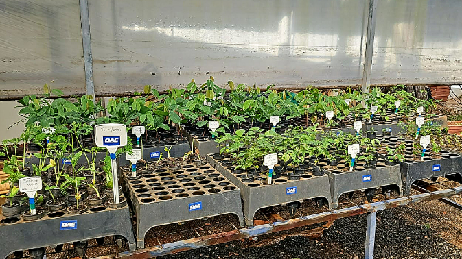 DAE recebe 725 mudas de árvores nativas por meio do Projeto Refloresta